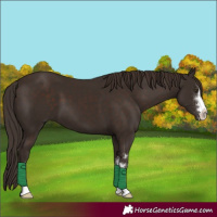 Horse Color:Liver Chestnut