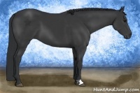 Horse Color:Black 