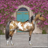 Horse Color:White Spotted Buckskin Dun Sabino 