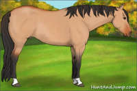 Horse Color:Bay Dun Rabicano 