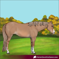 Horse Color:Red Dun 