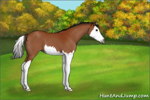 Horse Color:Gray Bay Splash 