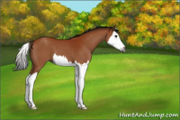 Horse Color:Gray Bay Splash 