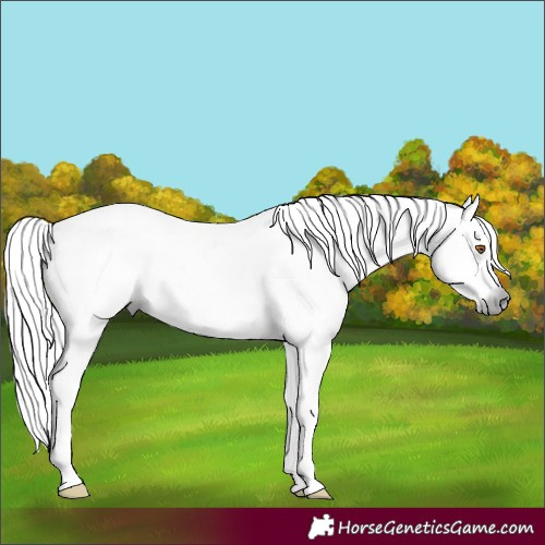 Horse Color:Gray Buckskin Dun Sabino Rabicano 