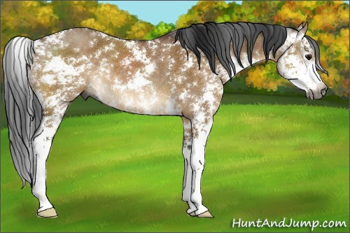 Horse Color:Gray Buckskin Dun Sabino Rabicano 