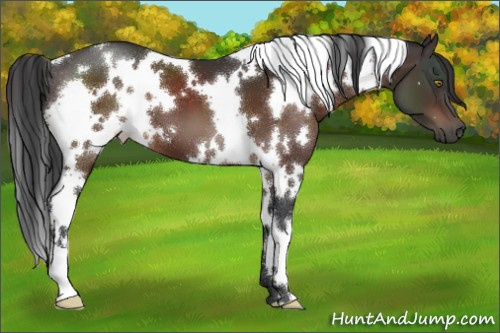 Horse Color:White Spotted Brown 