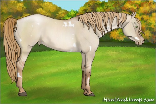 Horse Color:White Spotted Liver Red Dun Pearl Sabino 