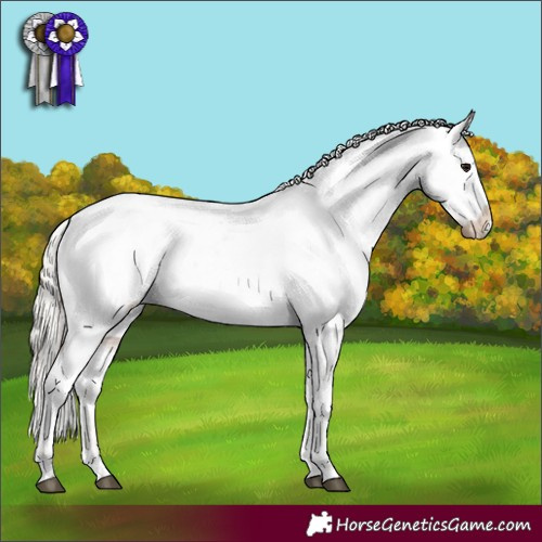 Horse Color:Silver Black Appaloosa 