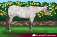 Horse Color:Blue Roan  and Classic Champagne Roan 