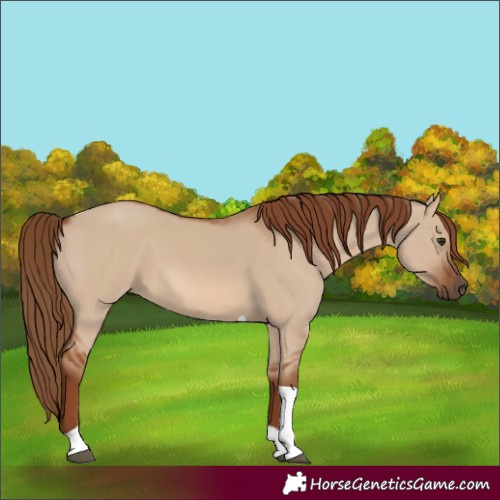 Horse Color:Red Dun Tobiano 