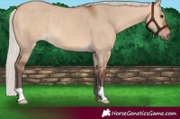 Horse Color:Silver Bay Dun Rabicano 