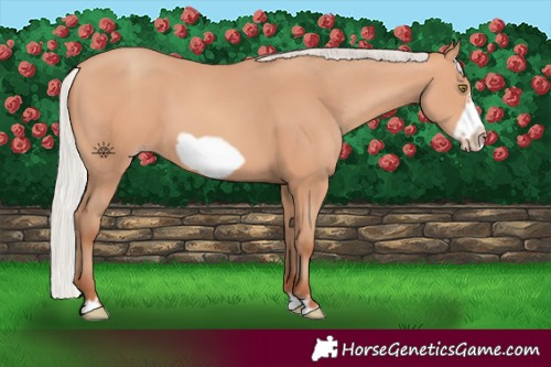 Horse Color:Silver Amber Champagne Frame
