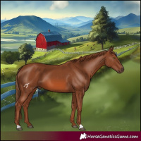 Horse Color:Chestnut 