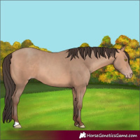 Horse Color:Amber Champagne 
