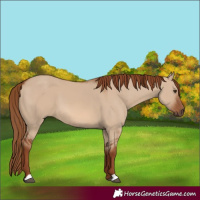 Horse Color:Red Dun 