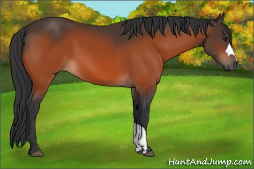Horse Color:Brown 