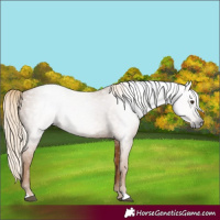 Horse Color:Gray Chestnut 