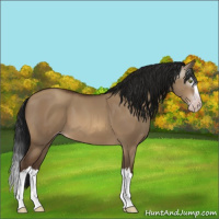 Horse Color:Gray Sable Champagne Dun Sabino Splash