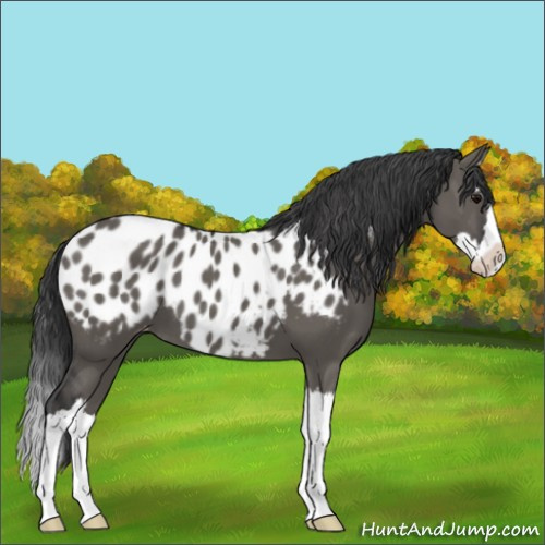 Horse Color:Grullo Sabino Splash Appaloosa 