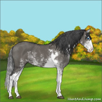 Horse Color:Grullo Sabino Splash 