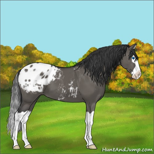 Horse Color:Grullo Splash Appaloosa 