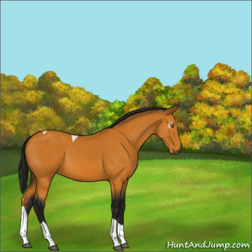 Horse Color:Gray Buckskin Tobiano 