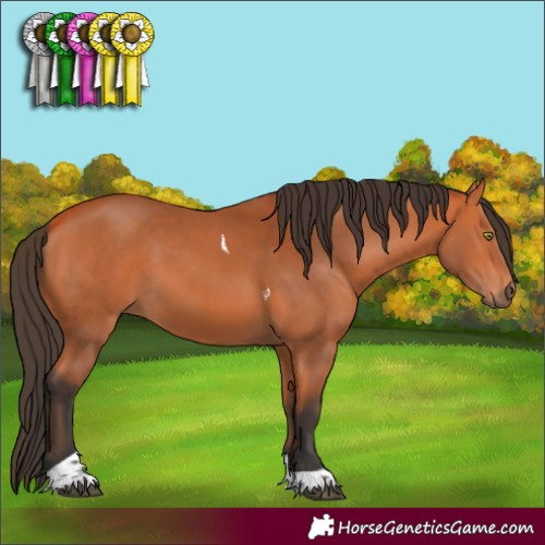 Horse Color:Bay Tobiano Rabicano 