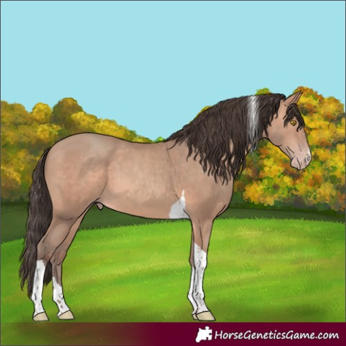 Horse Color:Amber Champagne Tobiano