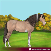 Horse Color:Amber Champagne Tobiano