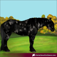 Horse Color:Void Grullo Sabino Splash 