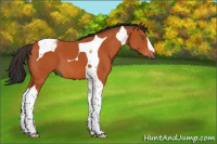Horse Color:Bay Tobiano 