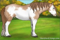 Horse Color:Bay Pearl Splash Frame 