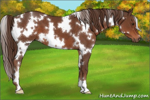 Horse Color:White Spotted Liver Chestnut