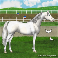 Horse Color:Cremello Dun Tobiano