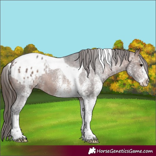 Horse Color:White Spotted Bay Tobiano Varnish 