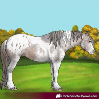 Horse Color:White Spotted Bay Tobiano Appaloosa