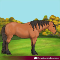 Horse Color:Bay 