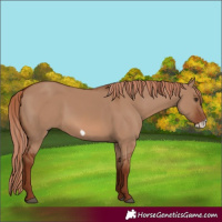 Horse Color:Red Dun Frame 