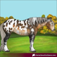 Horse Color:Gray White Spotted Silver Buckskin Tobiano Appaloosa Rabicano