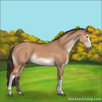 Horse Color:White Spotted Brown Dun 
