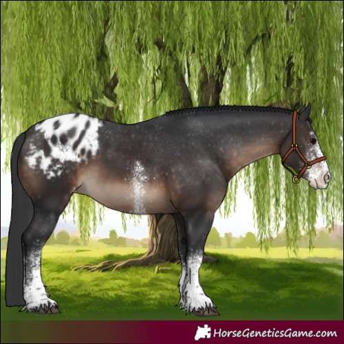 Horse Color:White Spotted Brown Blanket 