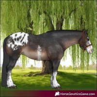 Horse Color:White Spotted Brown Appaloosa 