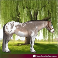 Horse Color:White Spotted Brown Dun Splash Frame Appaloosa 