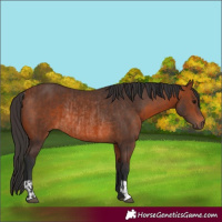 Horse Color:Brown Rabicano and Bay Rabicano
