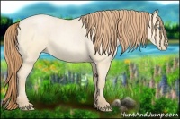 Horse Color:Buckskin Roan Pearl Rabicano and Buckskin Roan Pearl Dun Rabicano