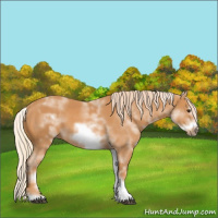Horse Color:White Spotted Chestnut Sabino Frame