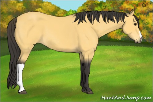 Horse Color:Buckskin