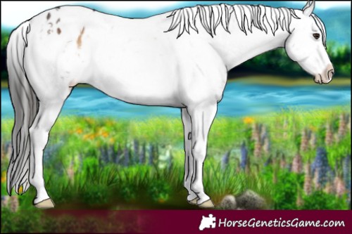 Horse Color:White Spotted Liver Red Onyx Appaloosa 