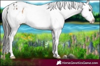 Horse Color:White Spotted Liver Red Onyx Appaloosa 