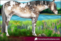 Horse Color:White Spotted Liver Red Onyx Blanket 